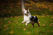 young merle Australian shepherd running in autumn