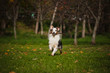young merle Australian shepherd running in autumn