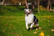 young merle Australian shepherd running in autumn
