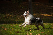 young merle Australian shepherd running in autumn