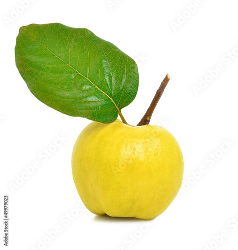Photo: Ripe yellow quince Ripe yellow quince