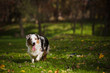 young Australian shepherd walks in autumn