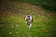 young merle Australian shepherd playing with toy