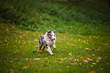 young merle Australian shepherd running in autumn