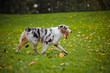 young merle Australian shepherd playing with toy