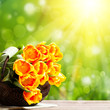 Tulpen vor Frühlingshintergrund