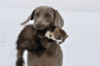 Weimaraner mit Steinmarder