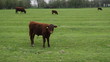 Calf in field with cows in the background.