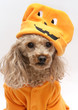 Photo: Little Pumpkinhead Little Pumpkinhead