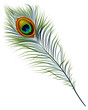 Vector isolated peacock feather