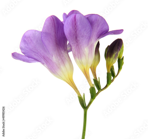 Photo: Purple freesia flower, isolated on white Purple freesia flower, isolated on white