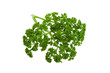 Parsley branch