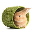 Fluffy foxy rabbit in wicker basket isolated on white