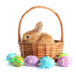 Fluffy foxy rabbit in basket with Easter eggs isolated on white