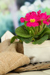 Beautiful pink primula in flowerpot,