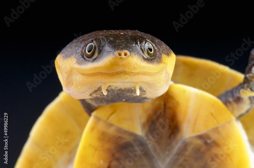 Photo: Amazon Toad-headed Turtle / Batrachemys raniceps Amazon Toad-headed Turtle / Batrachemys raniceps