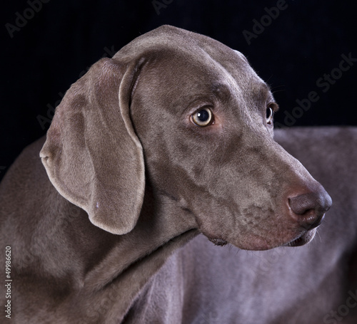 Photo: Weimaraner hunting dog, pointer, hound Weimaraner hunting dog, pointer, hound