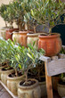 Photo: Olivier, provence, sud, arbre, pot, jardin, plante, olive Olivier, provence, sud, arbre, pot, jardin, plante, olive