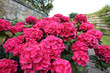 Beautiful, old, garden