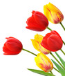 Red and yellow tulips isolated on white background