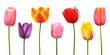 Spring tulips in assorted colors