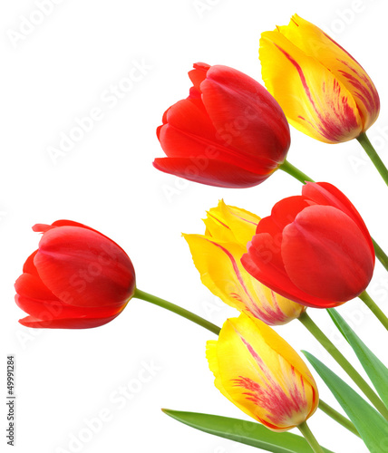 Photo: Red and yellow tulips isolated on white background Red and yellow tulips isolated on white background