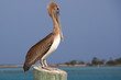 Pelikan in Florida