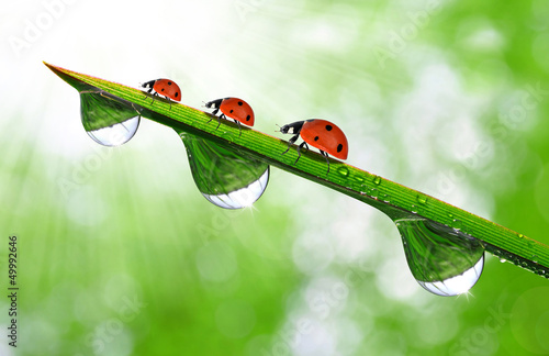 Photo: fresh morning dew and ladybird fresh morning dew and ladybird