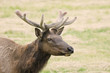 Velvet Elk