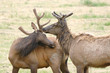 Velvet Elk