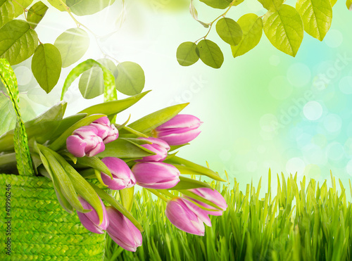 Photo: tulpen und wiese tulpen und wiese