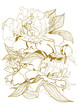 drawing peonies bouquet