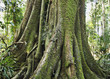 Photo: baum baum