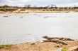 Kenian crocodiles