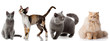 Collection of a cats isolated over white background.