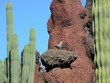 vulkangestein