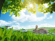 Osterhase Wiese Butterblumen Felder Eiche Blattgrün