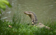 the big monitor lizard