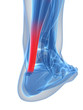 3d rendered illustration of the achilles tendon