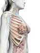 3d rendered illustration of the female anatomy