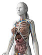3d rendered illustration of the female anatomy