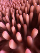 3d rendered illustration of colon villi