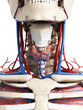 3d rendered illustration of the neck anatomy
