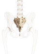 3d rendered illustration of the sacrum