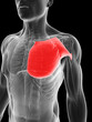 3d rendered illustration of the breast muscle