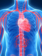 Illustration: 3d rendered illustration of the human heart 3d rendered illustration of the human heart