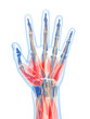 3d rendered illustration of the human hand muscles