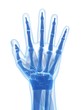 3d rendered illustration of the human hand