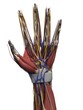 3d rendered illustration of the human hand