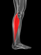 3d rendered illustration of the gastrocnemius